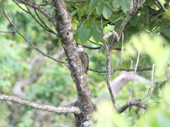 Melanerpes radiolatus