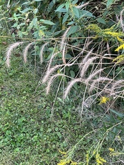 Elymus canadensis