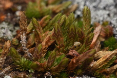 Selaginella densa