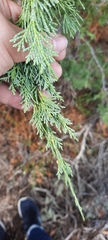 Juniperus osteosperma