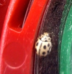 Tytthaspis sedecimpunctata