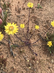 Xerochrysum bracteatum
