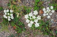Pimpinella saxifraga
