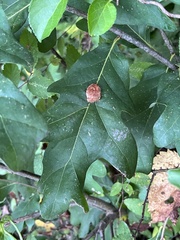 Druon quercusflocci
