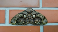 Brahmaea wallichii insulata