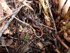 Plethodon vehiculum
