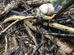 Coenobita compressus
