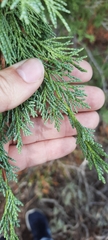 Juniperus osteosperma