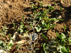 Prosopis strombulifera