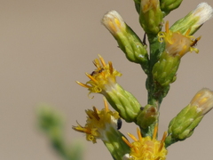 Lepidospartum squamatum