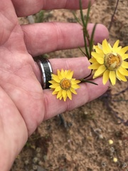 Xerochrysum bracteatum