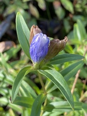 Gentiana linearis