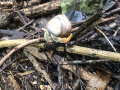 Coenobita compressus