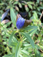 Gentiana linearis