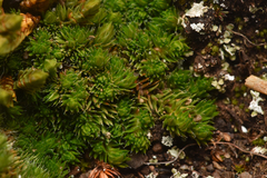 Selaginella densa
