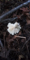 Clitocybe odora