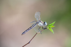 Libellula comanche