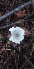 Clitocybe odora