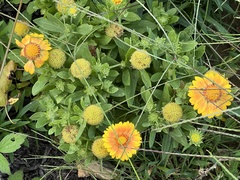Gaillardia pulchella
