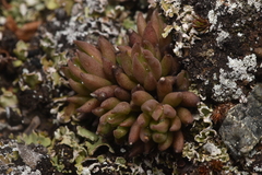 Sedum lanceolatum