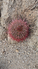 Ferocactus cylindraceus