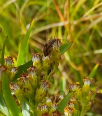 Homaemus aeneifrons