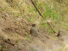 Turdus amaurochalinus