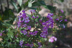 Boronia pinnata