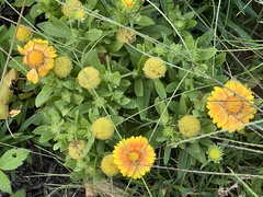 Gaillardia pulchella