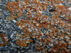 Xanthocarpia feracissima
