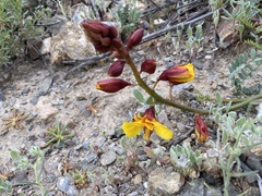 Erythrostemon angulatus