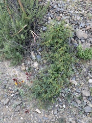 Erythrostemon angulatus