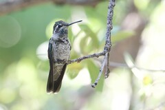 Eugenes fulgens