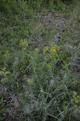 Tragopogon orientalis