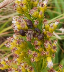 Homaemus aeneifrons