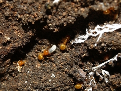 Acanthomyops