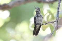 Eugenes fulgens