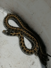 Thamnophis scaliger