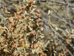 Atriplex lampa