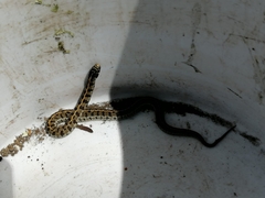Thamnophis scaliger