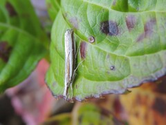 Orocrambus vittellus
