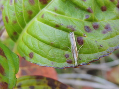 Orocrambus vittellus