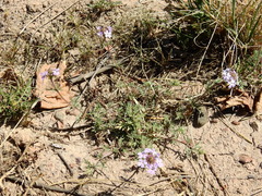 Glandularia mendocina