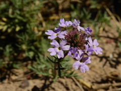 Glandularia mendocina
