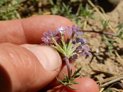 Glandularia mendocina