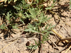 Glandularia mendocina