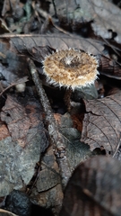 Lentinus berteroi