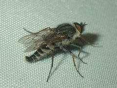 Therevinae