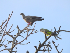 Patagioenas maculosa