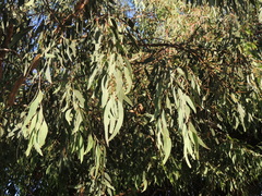 Eucalyptus sideroxylon